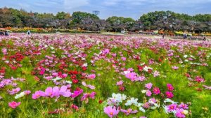 なばなの里のコスモス畑